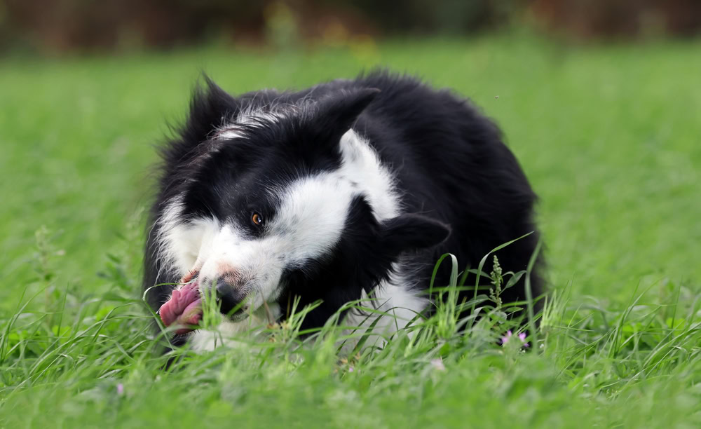 Border Collie eating grass in the meadows