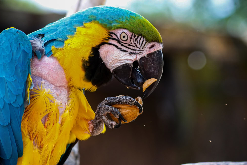 Parrot eating walnut with blurred background