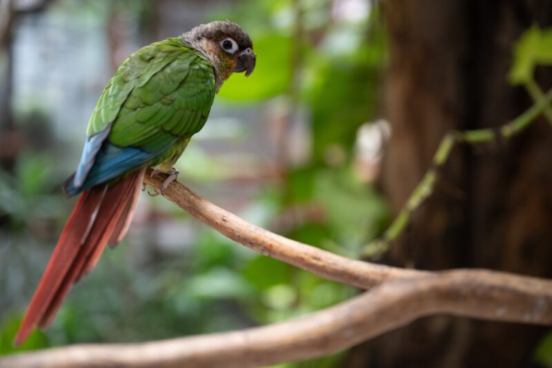 Playful Green-cheeked Conure Perched on a Branch