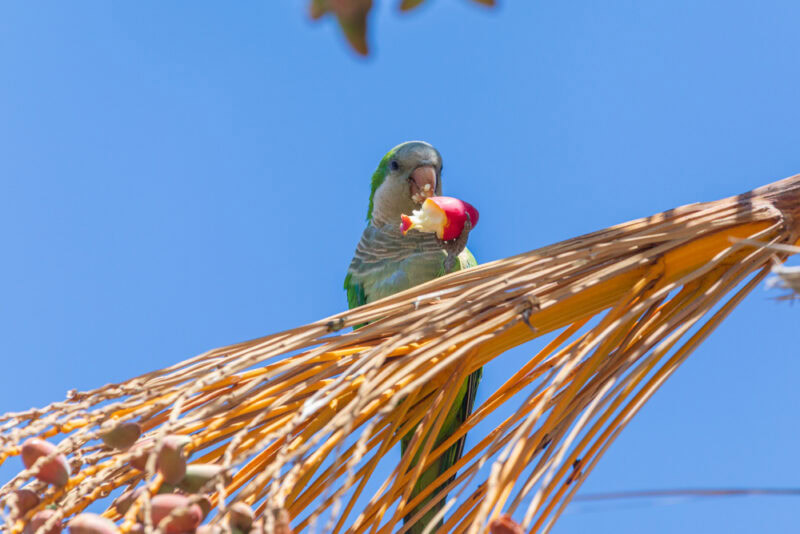 Quaker parrot with date fruit in beak on palm tree