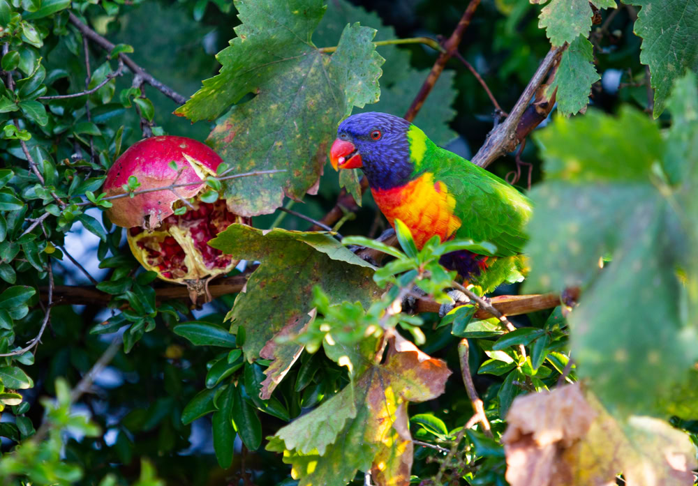 an Australian parrot