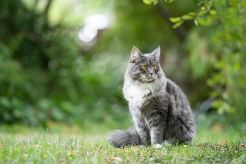 blue tabby maine coon cat sitting outdoors in nature on grass observing the garden