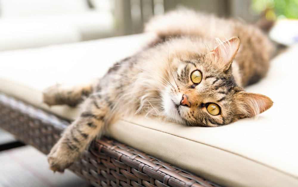 cat lying down on outdoor furniture