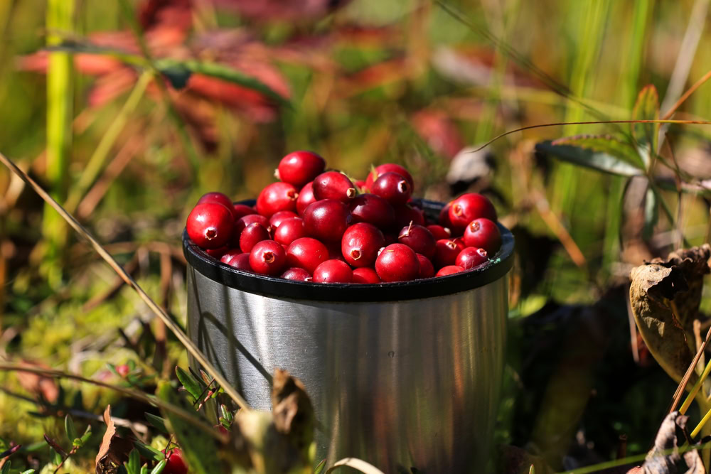 cranberries in a silver bowl outdoors