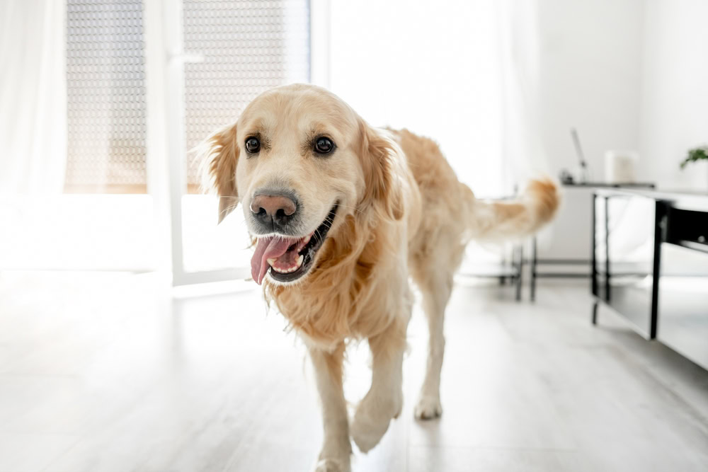 golden retriever dog pacing in the living room