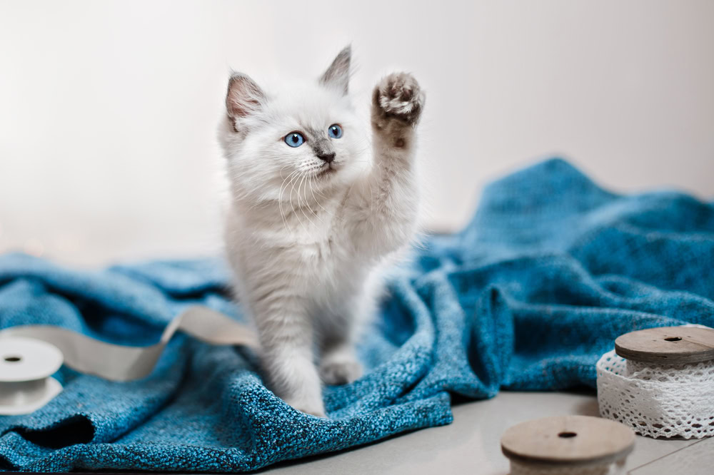 kitten with paw up to play