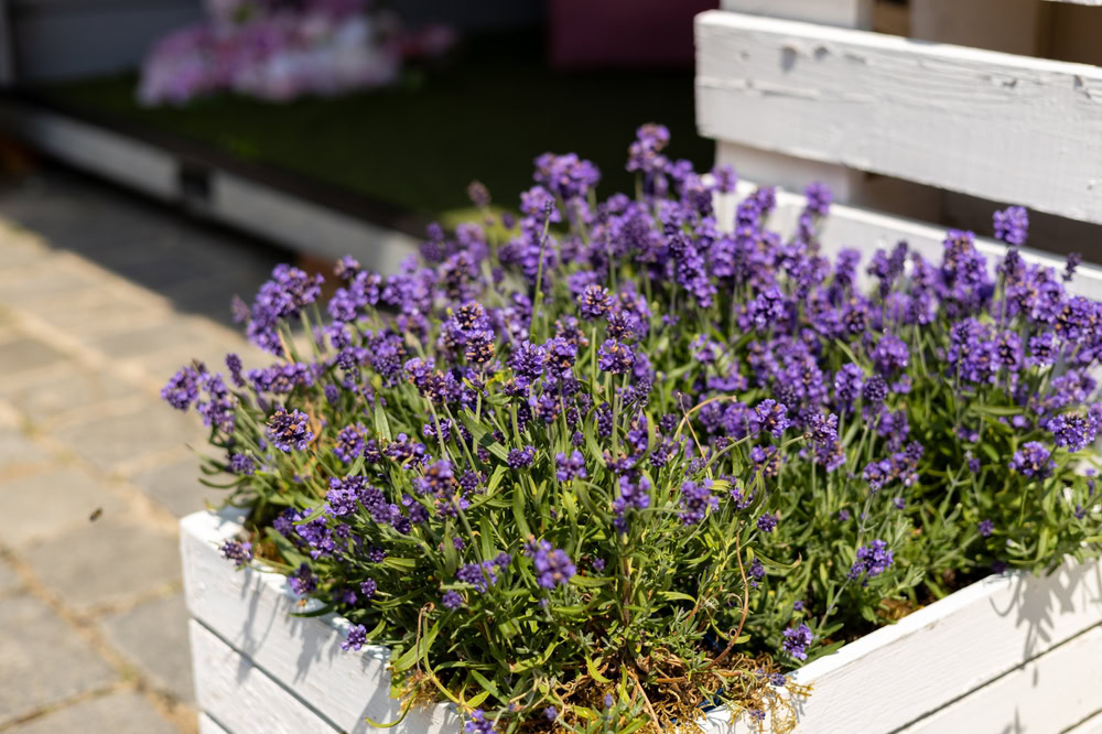 lavender flowers in bloom