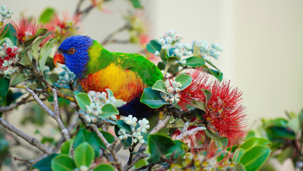 rainbow parrot eats red flowers on Pohutukawa tree close up