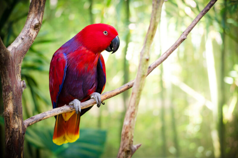 red-eclectus-parrot