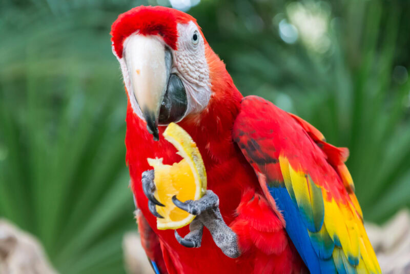 red parrot bird macaw in Xcaret Yucata