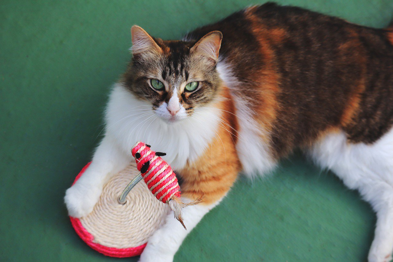tricolor cat with toy