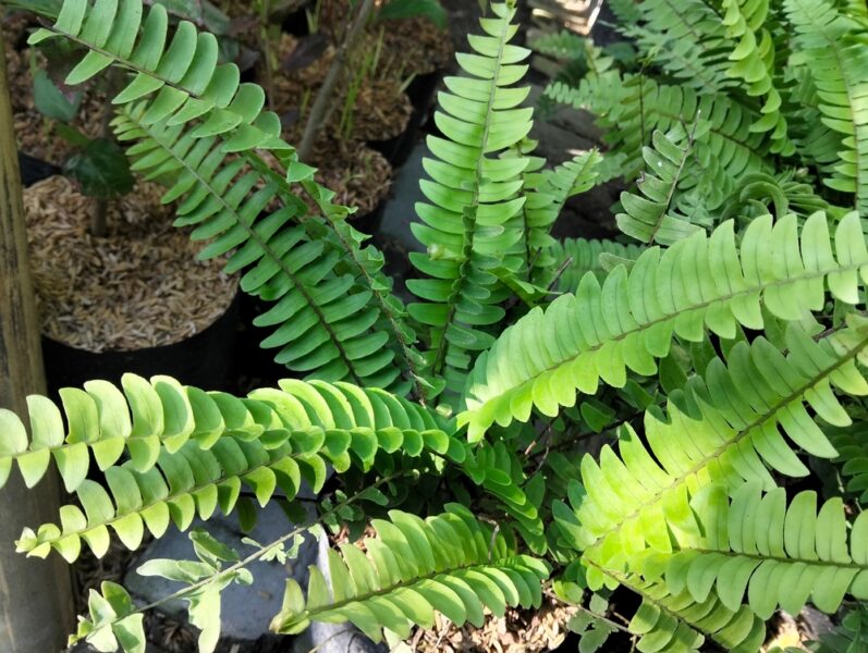 Boston-fern-or-Nephrolepis-exaltata-Bostoniensis
