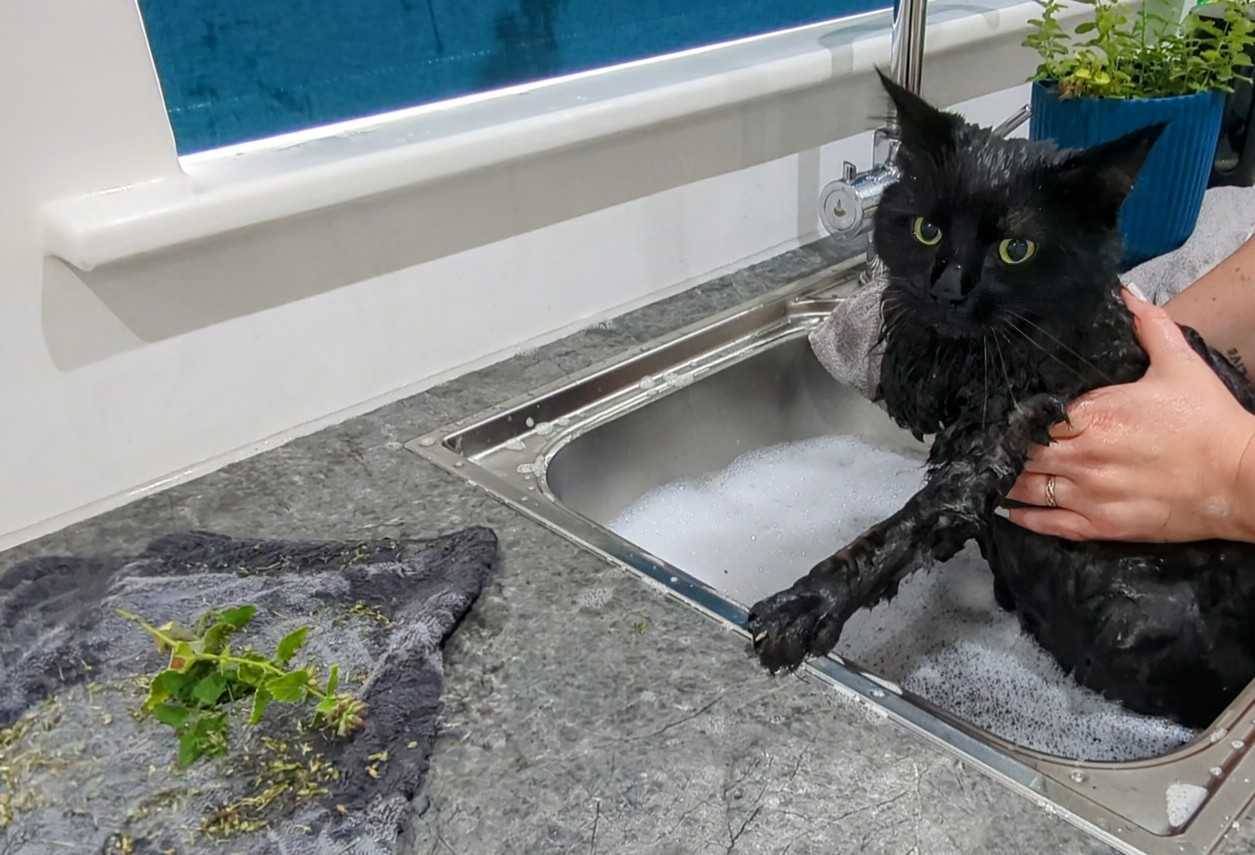 Cat Get Catnip Bath