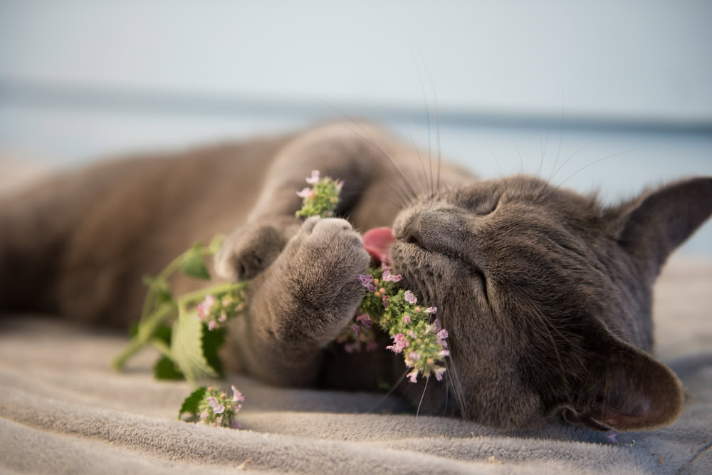 cat playing with fresh catnip plant