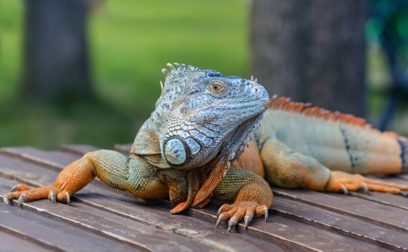 Common iguana, or green iguana