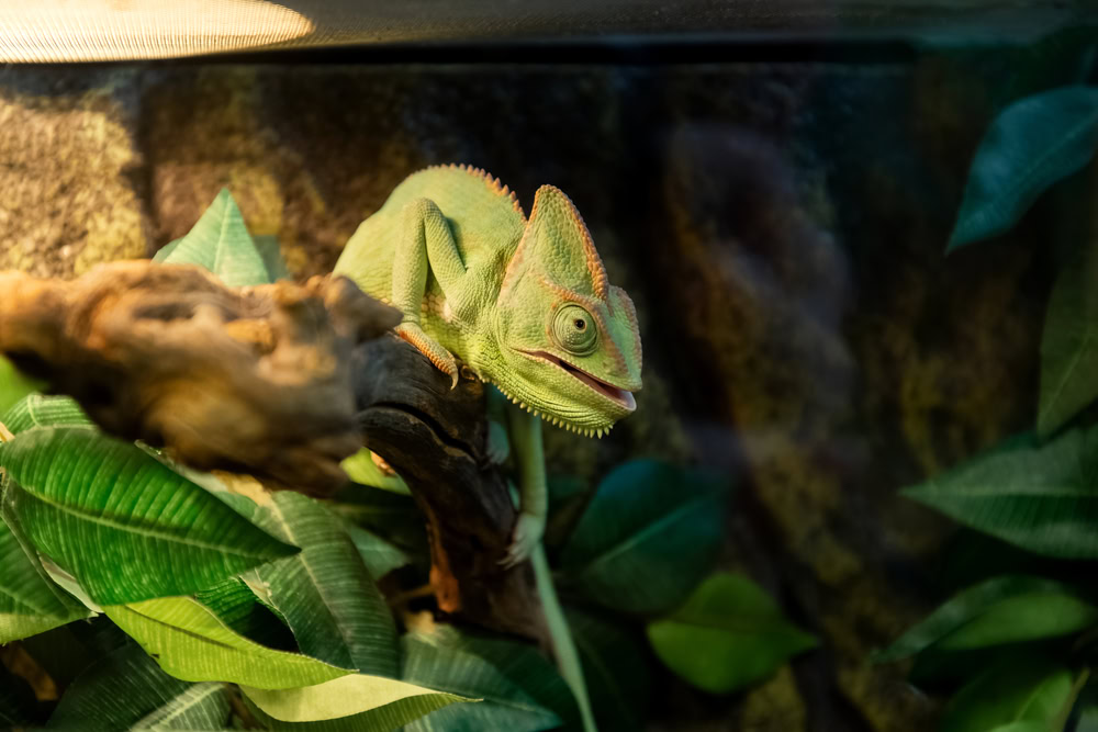 Cute green chameleon basks under lamp in aquarium