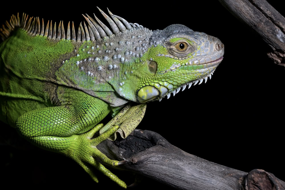 Green iguana