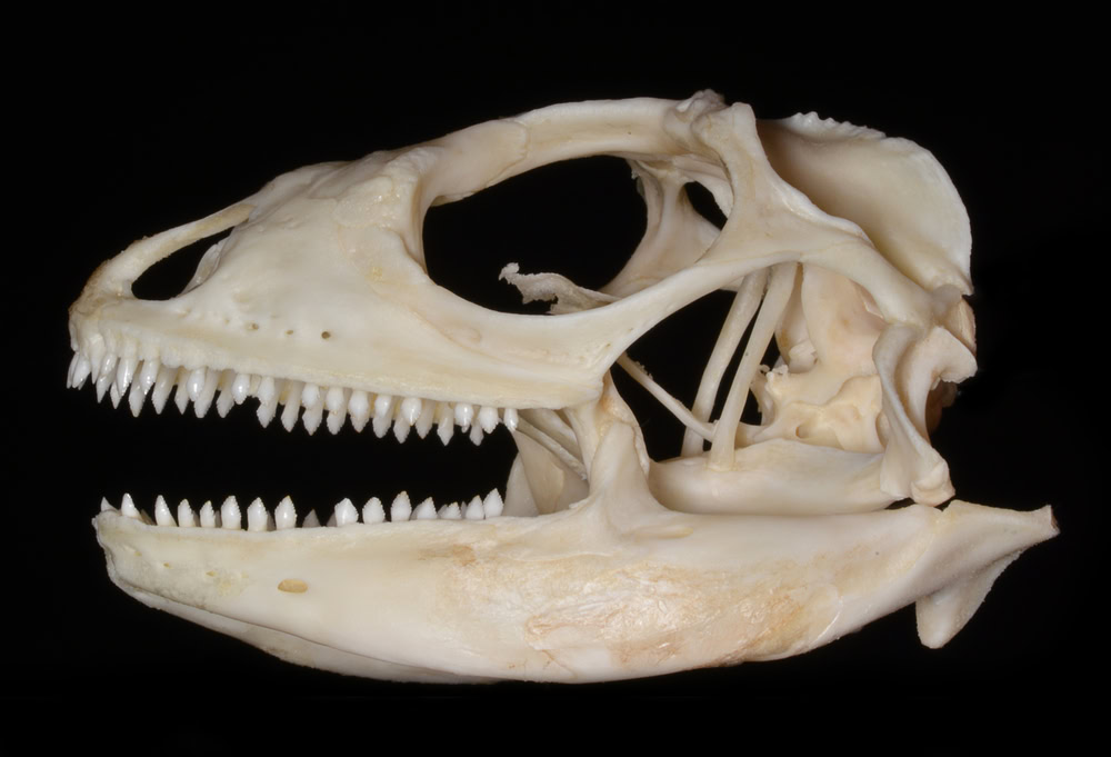 Iguana skull lateral view