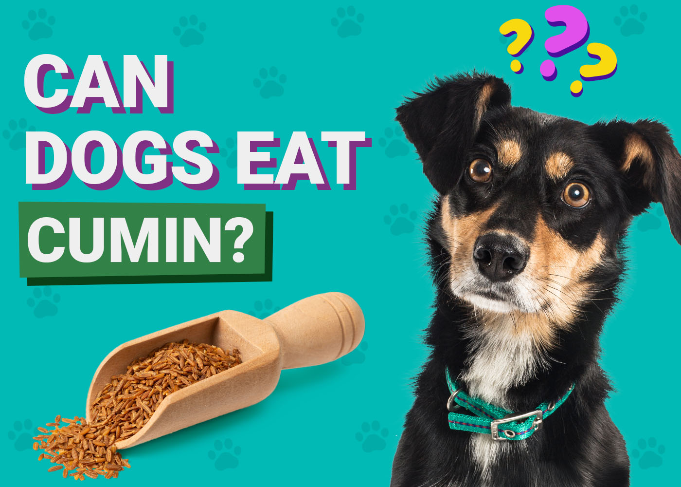 PangoVet-Can-Dogs-Eat-Cumin