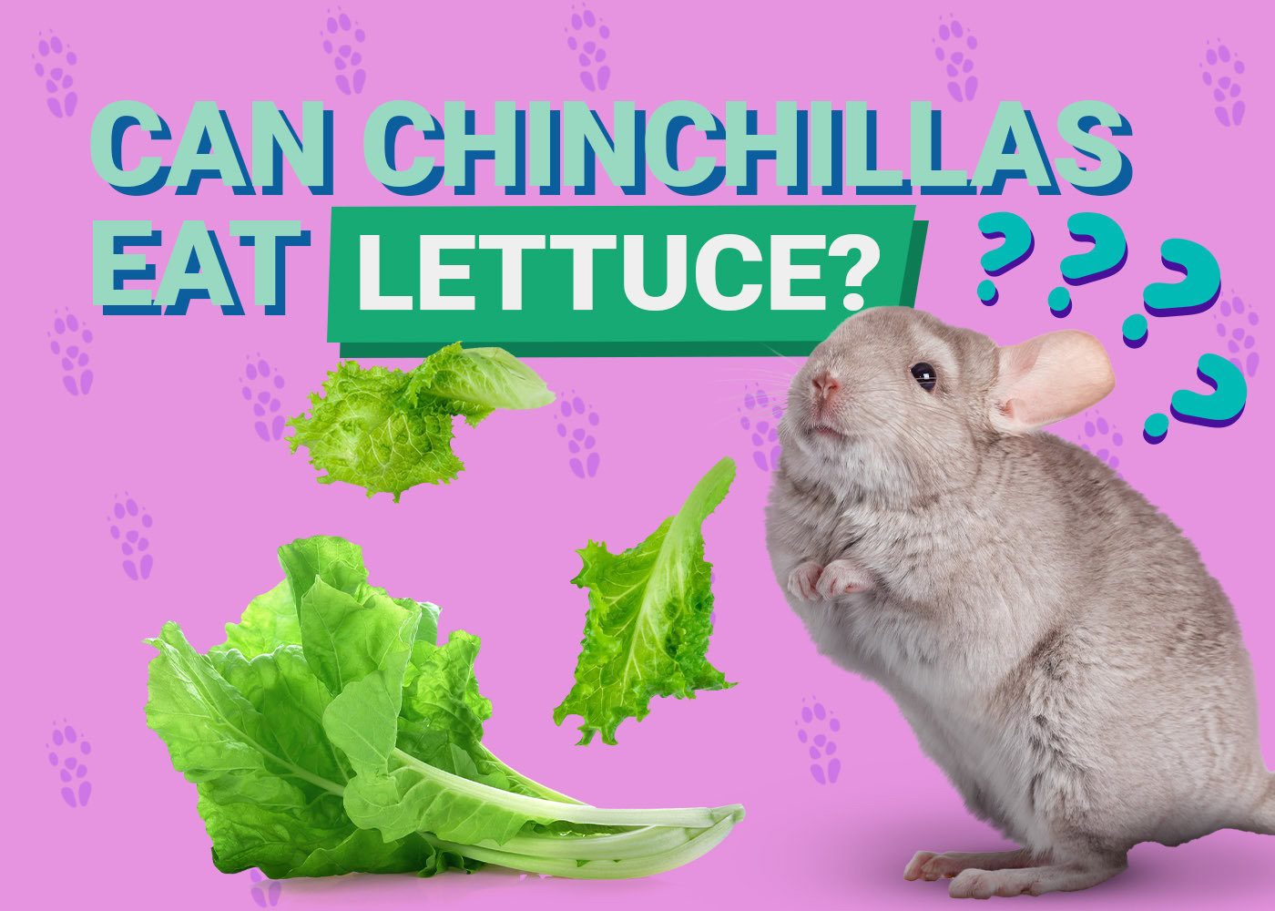 Can Chinchillas Eat Lettuce