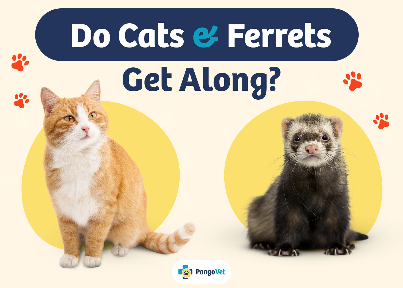 PangoVet_Cats & Ferrets Get Along_v1_Aug 8 2024
