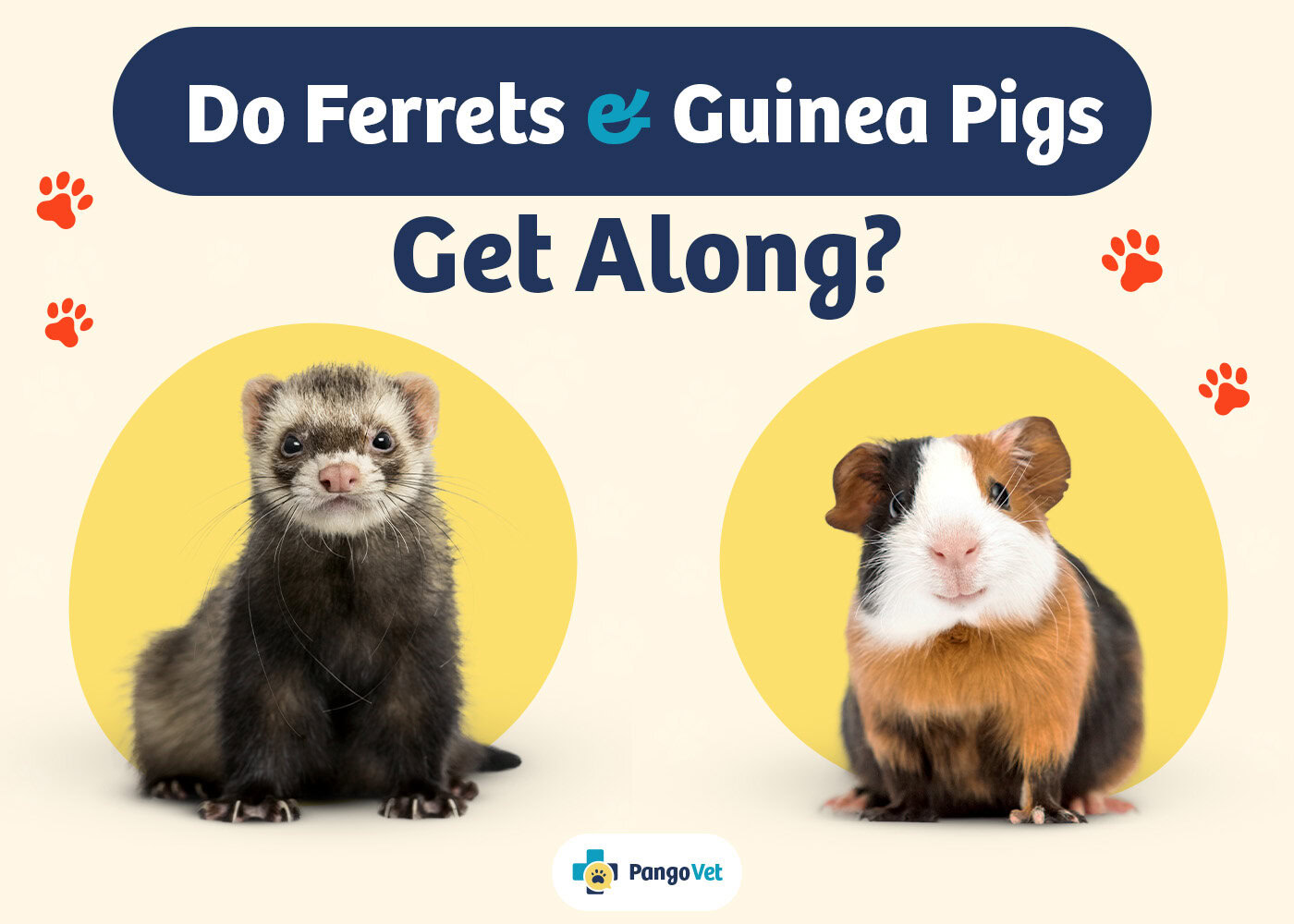PangoVet_Ferrets & Guinea Pigs Get Along_v1_Aug 8 2024