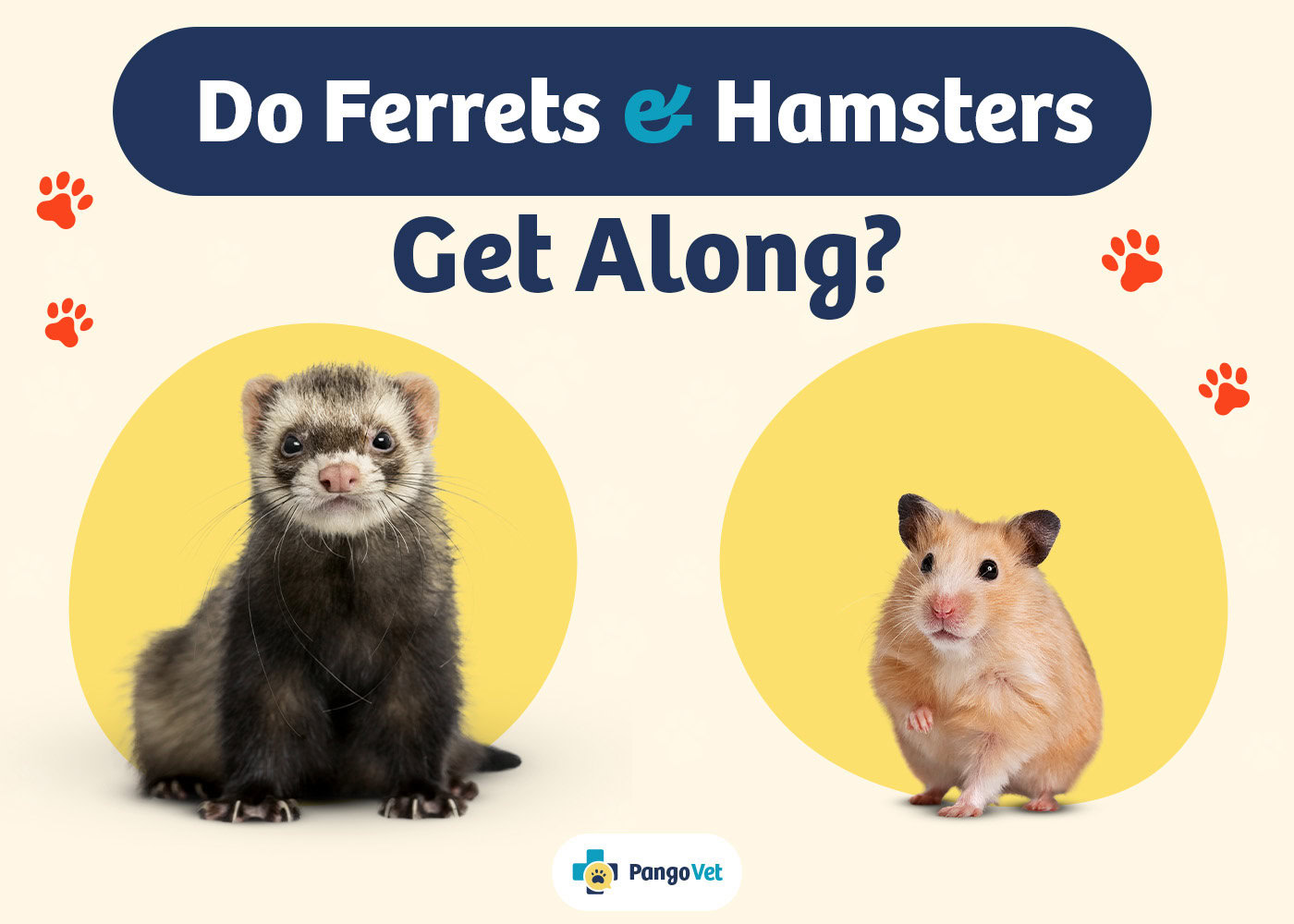 PangoVet_Ferrets & Hamsters Get Along_v1_Aug 8 2024