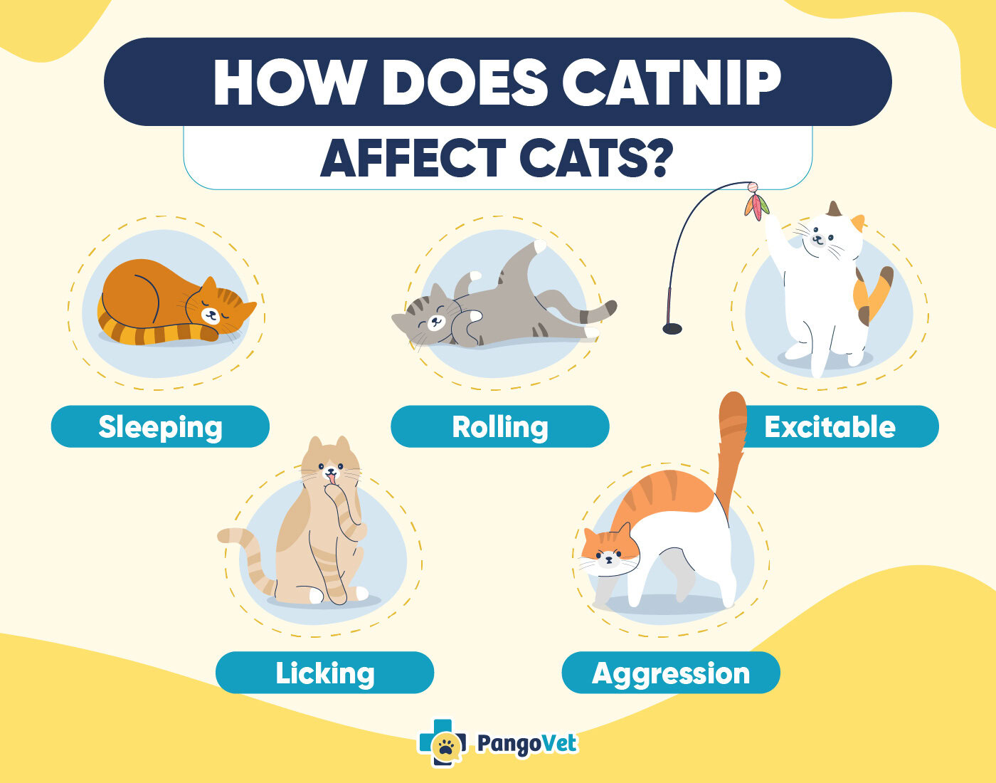 PangoVet_How Does Catnip Affect Cats Infographic_v1_Apr 8 2025