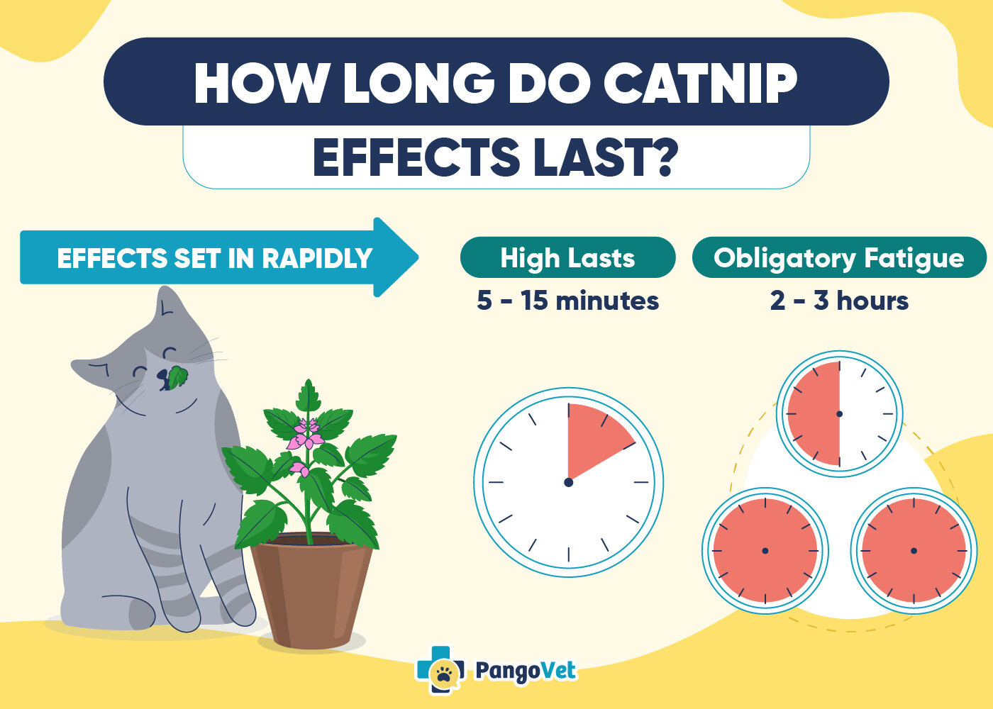 PangoVet_How Long Do Catnip Effects Last Infographic_v1_Apr 7 2025