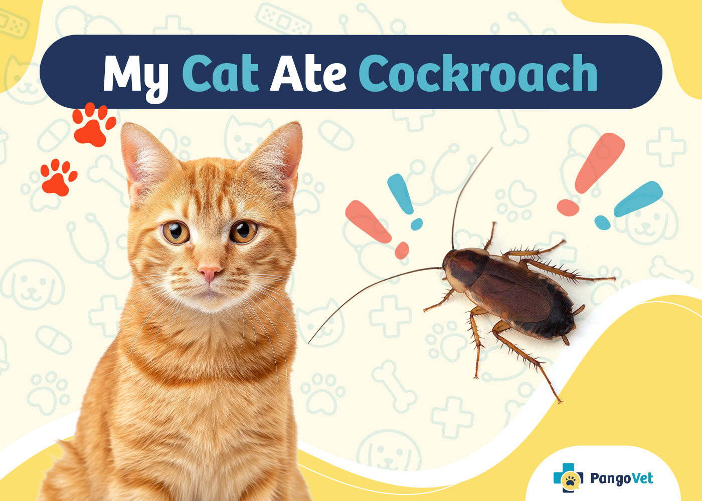 PangoVet_My Cat Ate Cockroach