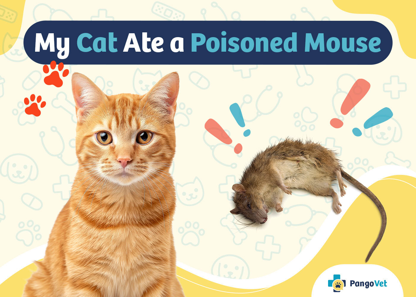 PangoVet_My Cat Ate a Poisoned Mouse