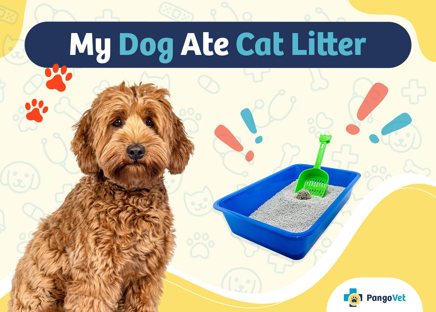 PangoVet_My Dog Ate Cat Litter