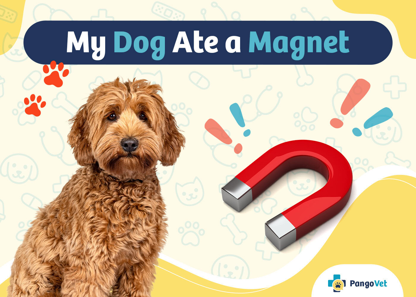 PangoVet_My Dog Ate a Magnet
