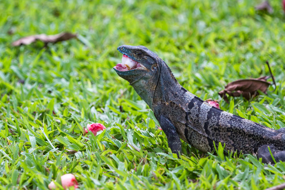Spiny tail iguana eating an apple