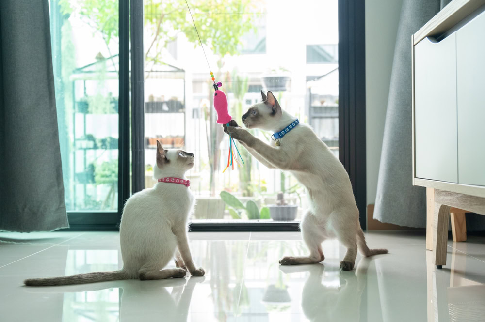 Two Siamese cat playing with a cat toy