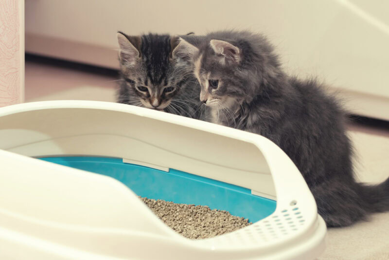 Two-cute-kittens-are-sitting-near-their-litter-box