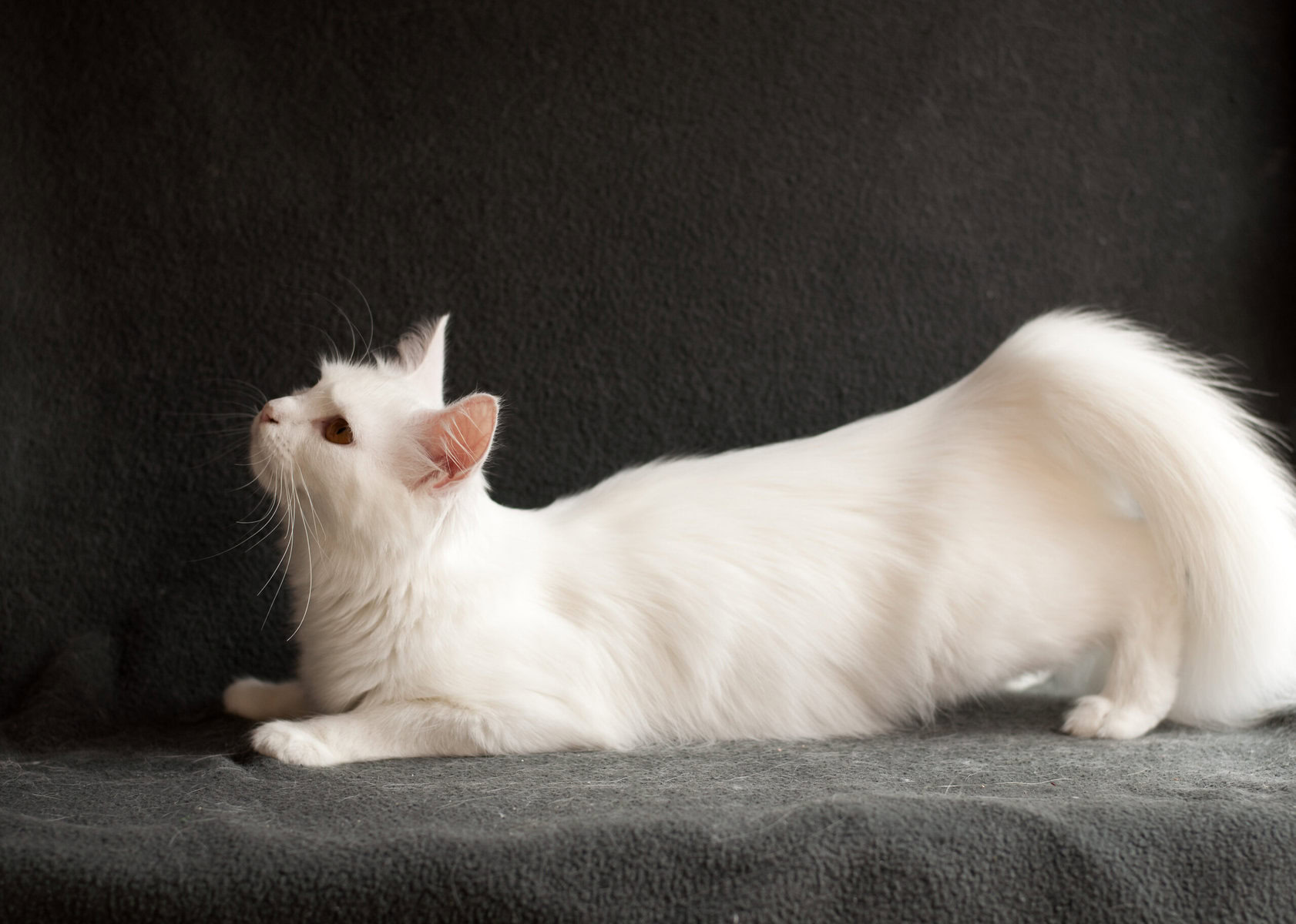 White Persian cat in heat
