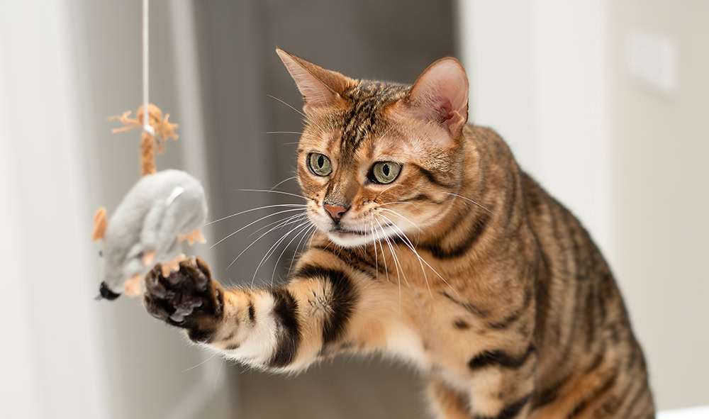 bengal cat playing with mouse toy