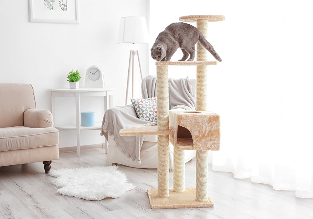 cat playing on the cat tree at home