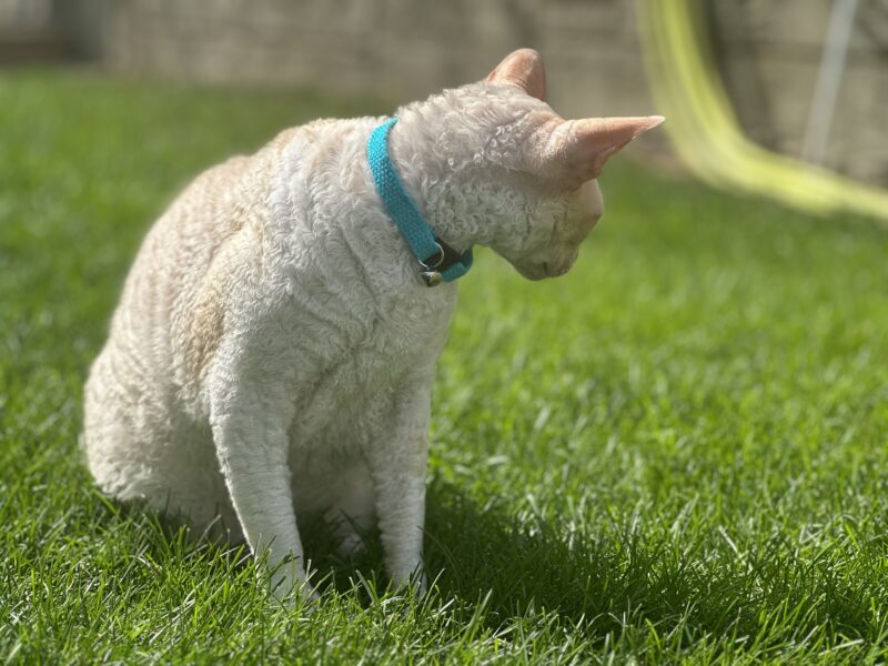 curly haired cat with hepper collar