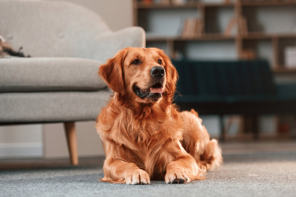 golden retriever dog lying in the living room