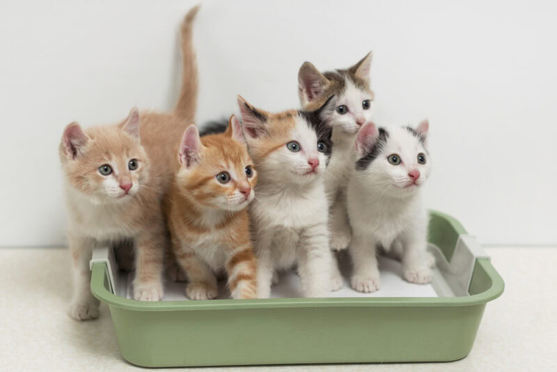 kittens-in-litter-box