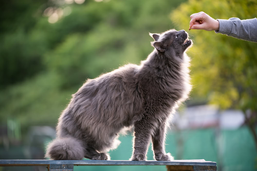 owner feeding blue maine coon cat with treats outdoors