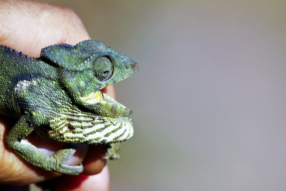 Carpet Chameleon (Furcifer lateralis) - Rare Madagascar Endemic Reptile