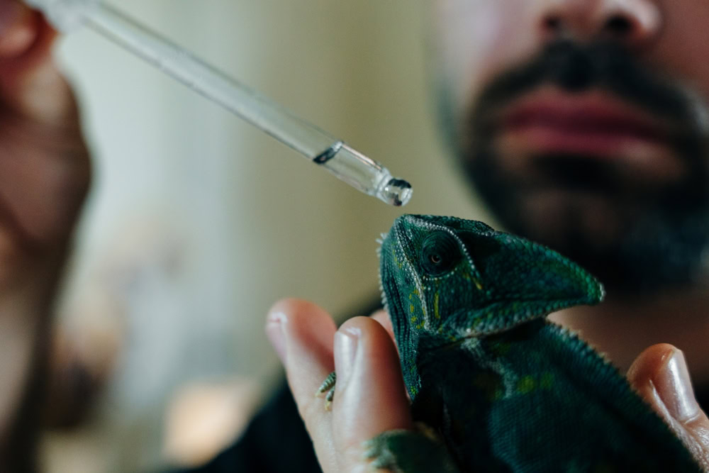 man feeding chameleon with pipette.