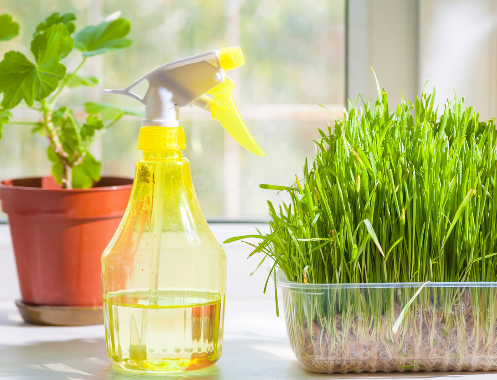 spray bottle next to catnip grass planter