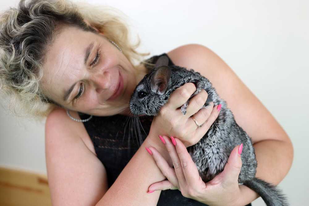 woman-owner-holding-her-chinchilla