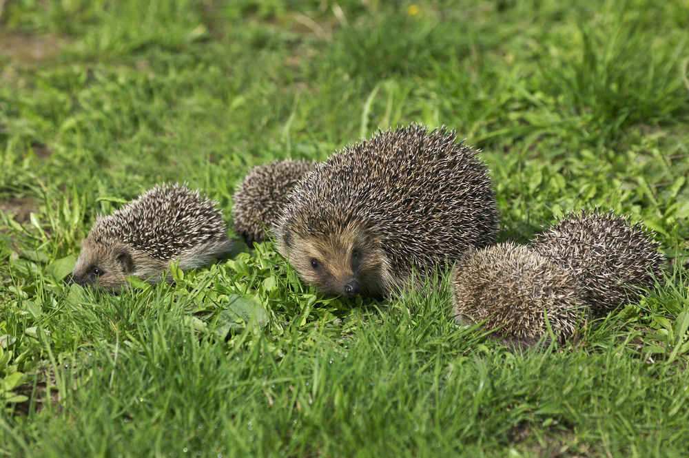 European Hedgehog