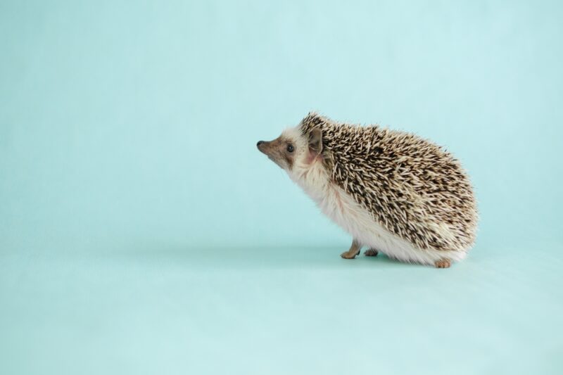 Hedgehog on blue background