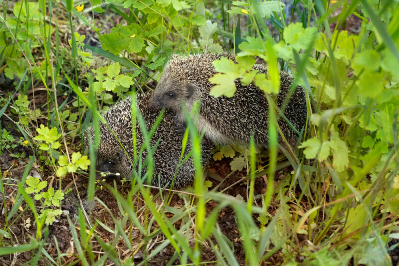 Mating pair of hedgehogs in spring among tall grass